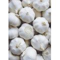 Neuer frischer Knoblauch der Ernte-2016 mit normaler weißer Farbe